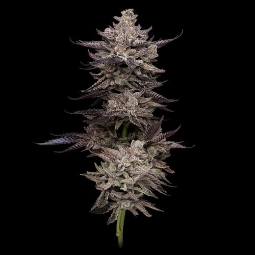 showing 12/12 Photoperiod – Hashy – Super Strength – image 2 – Seed City