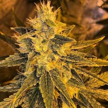 Petrol Skunk from Old School Genetics