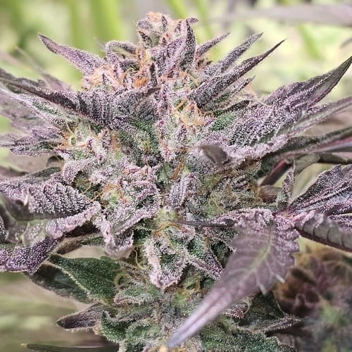 showing Sweet – 12/12 Photoperiod – Guaranteed female plants – image 1 – Seed City