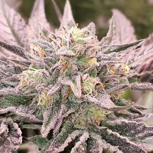 Image 3 of Pink Bacio cannabis by Karma Genetics – Guaranteed female plants – 12/12 Photoperiod – Sweet – Seed City