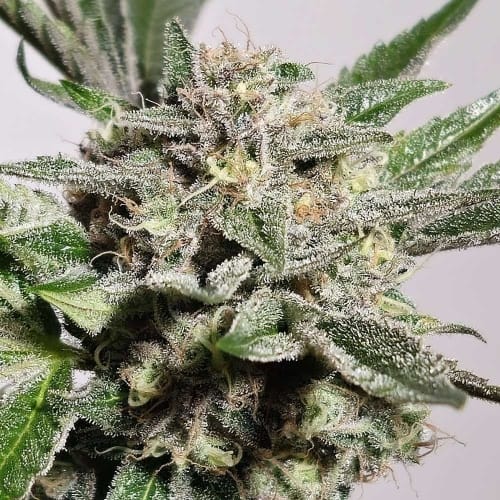 Pink Fritter from Karma Genetics