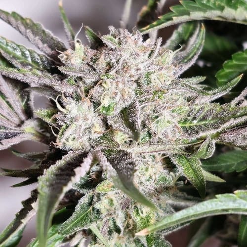 showing Outdoor – 12/12 Photoperiod – Guaranteed female plants – image 2 – Seed City