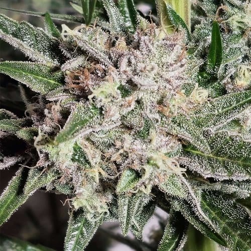 Image 3 of Pink Fritter cannabis by Karma Genetics – 12/12 Photoperiod – Outdoor – Guaranteed female plants – Seed City