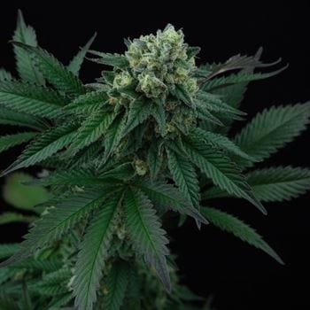 Pink Gasoline from Perfect Tree Seeds