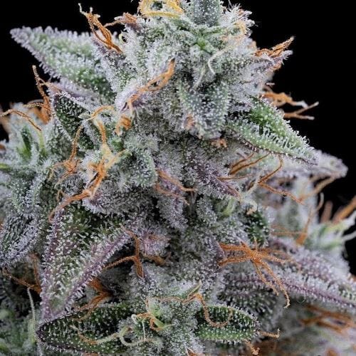 Pink Limez cannabis – image 3 – Seed City
