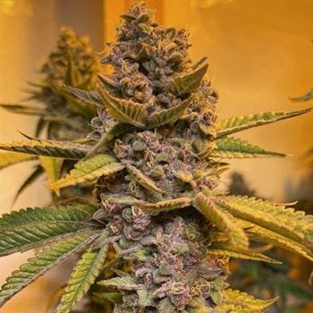 Pink Mintz from Conscious Genetics