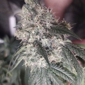 Pink Mintz from Conscious Genetics