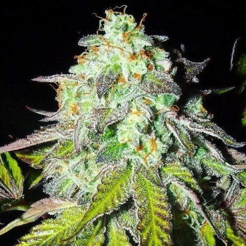 Pink Paletas by Karma Genetics – Suited for indoor growing – Feminized – 50% Indica/50% Sativa – image 2 – Seed City