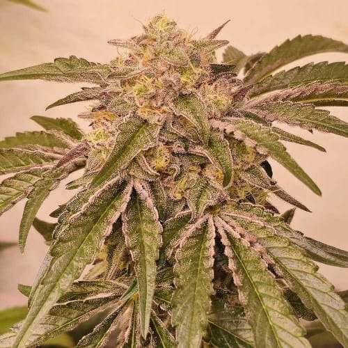 Female seeds – 12/12 Photoperiod – Sweet – Pink Pie strain – image 2 – from Karma Genetics via Seed City