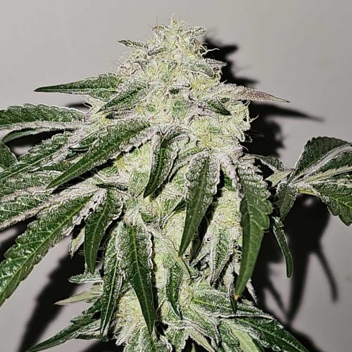 Pink Pie from Karma Genetics