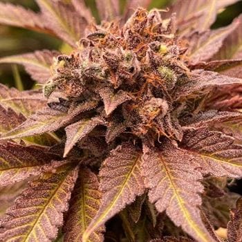 showing Outdoor cultivation – Dairy – Feminized – image 1 – Seed City