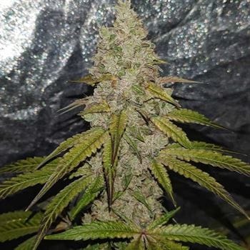 Pink Waferz from Conscious Genetics