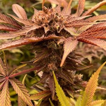 Image 4 of Pink Waferz cannabis by Conscious Genetics – Feminized – Outdoor cultivation – 12/12 Photoperiod – Seed City