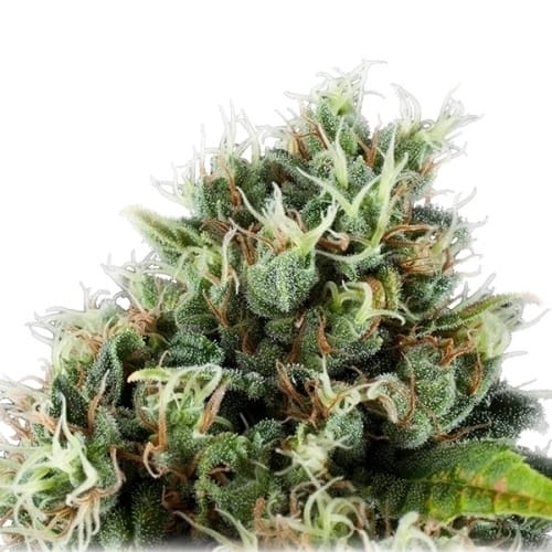 Power Flower by Royal Queen Seeds – Excellent harvest potential – 12/12 Photoperiod – Female seeds – image 4 – Seed City