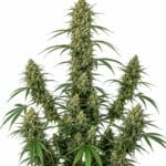 Seed City Power Plant