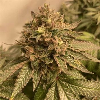 Prozecco by Conscious Genetics – Feminized – Gassy – 12/12 Photoperiod – image 4 – Seed City