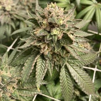 Feminized – 12/12 Photoperiod – Indica Dominant – Prozecco strain – image 6 – from Conscious Genetics via Seed City