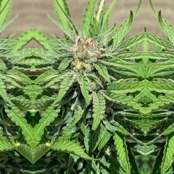 Image 3 of Punani cannabis by Pakalolo Seed – Sweet – Indoor – 12/12 Photoperiod – Seed City