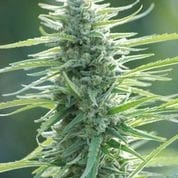 Pure Africa from Original Sensible Seeds