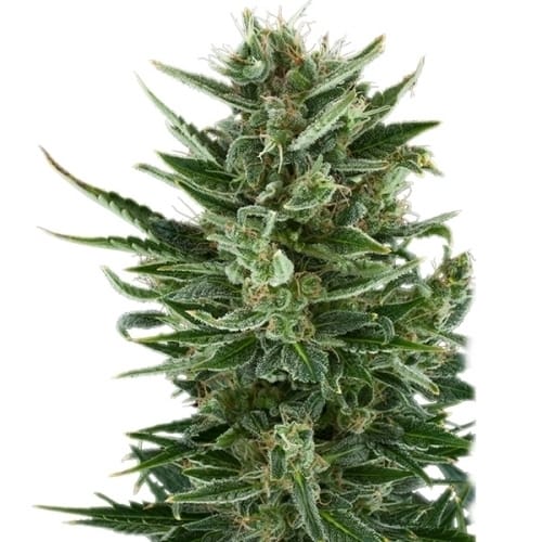 Quick One cannabis seeds – Auto-Flowering – Feminized – Short (up to 80cm) – image 2 from Seed City