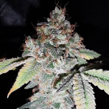 Image 2 of Rainbow Cake cannabis by Pheno Finder Seeds – Feminized – Indoor – 12/12 Photoperiod – Seed City