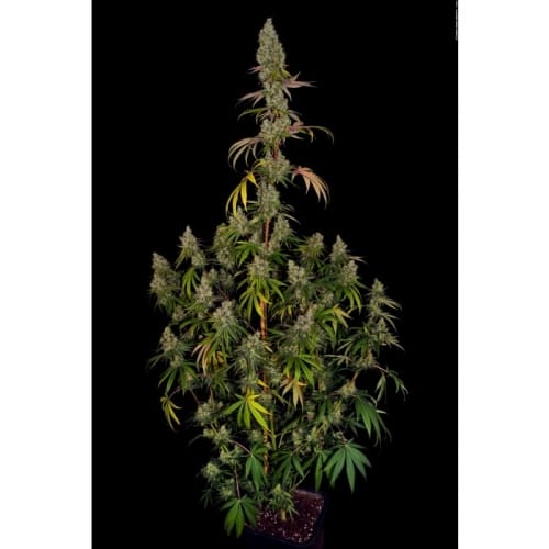 Rainbow Road from Paradise Seeds