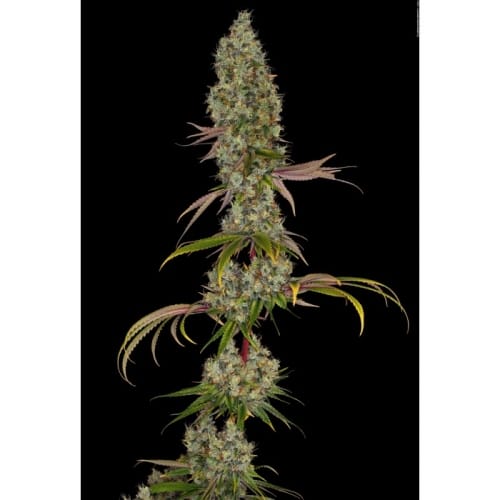 showing Outdoor – Female seeds – High Yielding – image 2 – Seed City