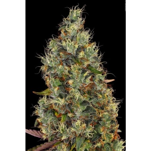 Rainbow Road by Paradise Seeds – Sativa-leaning – Outdoor – High Yielding – image 3 – Seed City