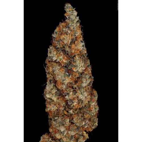 Rainbow Road by Paradise Seeds – Sweet – Resistant to Mould – Outdoor – image 4 – Seed City