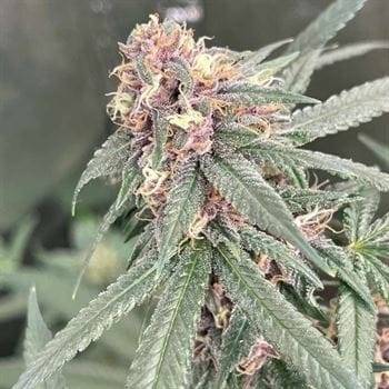 Red Kachina cannabis seeds – Guaranteed female plants – Citrus – 12/12 Photoperiod – image 2 from Seed City
