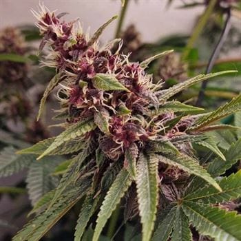 Red Kachina cannabis seeds – Outdoor – Guaranteed female plants – Citrus – image 4 from Seed City
