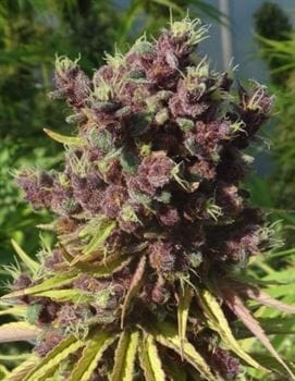 Red Sapphire by Ace Seed bank – Feminized – Mostly Sativa – Euphoric – image 9 – Seed City