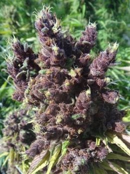 Red Sapphire cannabis seeds – 12/12 Photoperiod – Fruity – Euphoric – image 10 from Seed City