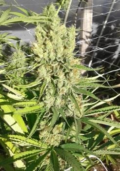 Image 12 of Red Sapphire cannabis by Ace Seed bank – Indoor-friendly – Mostly Sativa – Fruity – Seed City