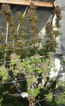 Image 13 of Red Sapphire cannabis by Ace Seed bank – Beginning of October – Feminized – Fruity – Seed City
