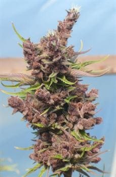Fruity – Feminized – Beginning of October – Red Sapphire strain – image 14 – from Ace Seed bank via Seed City