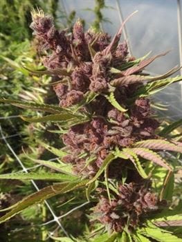 Red Sapphire by Ace Seed bank – 12/12 Photoperiod – Feminized – Fruity – image 2 – Seed City