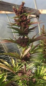 Euphoric – Fruity – 12/12 Photoperiod – Red Sapphire strain – image 3 – from Ace Seed bank via Seed City