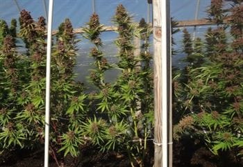 Red Sapphire by Ace Seed bank – Beginning of October – 12/12 Photoperiod – Feminized – image 4 – Seed City
