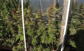 Red Sapphire by Ace Seed bank – Fruity – Beginning of October – Indoor-friendly – image 5 – Seed City
