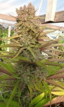 Red Sapphire by Ace Seed bank – Euphoric – Fruity – 12/12 Photoperiod – image 6 – Seed City