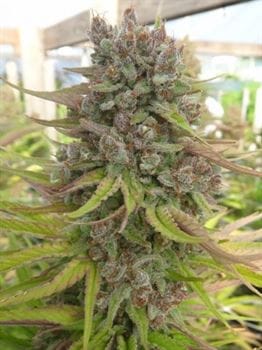 Image 7 of Red Sapphire cannabis by Ace Seed bank – Euphoric – 12/12 Photoperiod – Feminized – Seed City