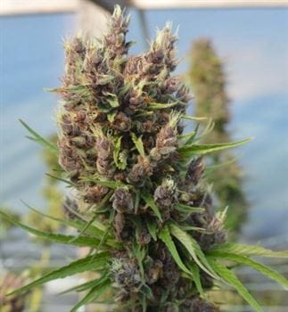 Red Sapphire by Ace Seed bank – 12/12 Photoperiod – Fruity – Feminized – image 8 – Seed City