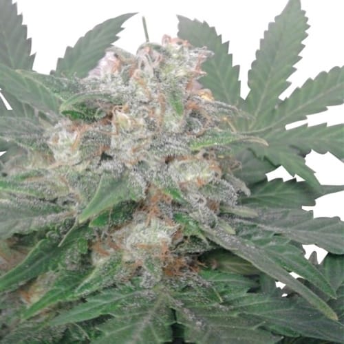 Royal Bluematic by Royal Queen Seeds – Outdoor – Auto-Flowering – Indica Dominant – image 2 – Seed City