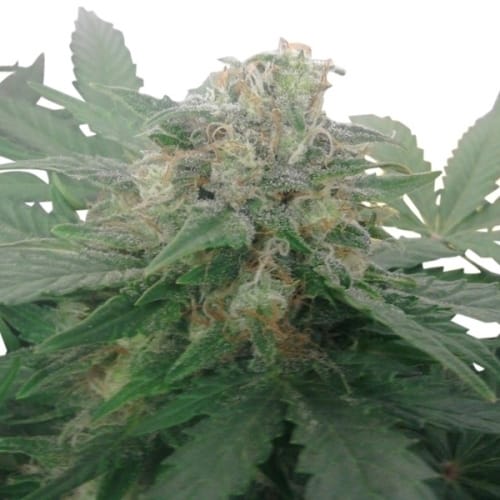 Royal Bluematic from Royal Queen Seeds
