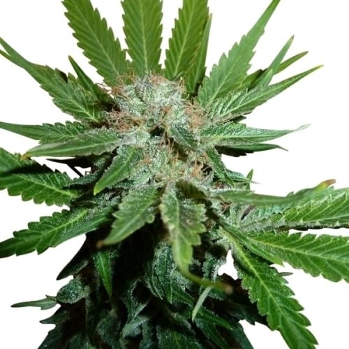 Image 2 of Royal Cheese Fast V cannabis by Royal Queen Seeds – Indica-heavy – Cheese – Beginning of October – Seed City