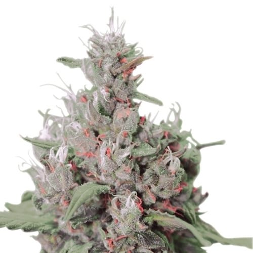 Relaxing – Caramel – Indoor – Royal Creamatic strain – image 2 – from Royal Queen Seeds via Seed City