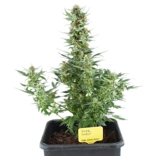 Greenhouse – Guaranteed female plants – Social – Royal Dwarf strain – image 2 – from Royal Queen Seeds via Seed City