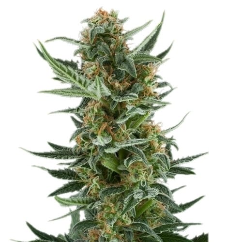 Royal Dwarf cannabis seeds – Short (up to 80cm) – Auto-Flowering – Guaranteed female plants – image 3 from Seed City