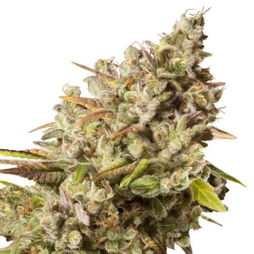 Image 2 of Royal Gorilla cannabis by Royal Queen Seeds – Piney – Outdoor – Middle of October – Seed City